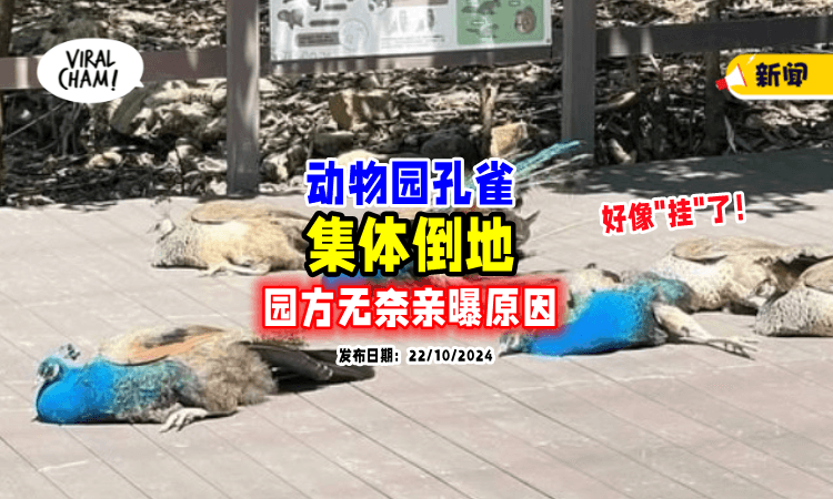 【好像“挂”了❗】孔雀「集体倒地」吓坏游客🦚 园方气笑亲曝原因！