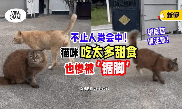 【铲屎官注意❗】不止人类会Kena⚡ 猫咪「吃太甜」也惨被“锯脚”！(内有影片)