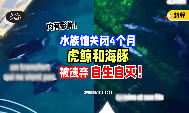 【水族馆关闭4个月❗】虎鲸&海豚「惨被遗弃」在腐烂池⚡ 只能自生自灭！(内有影片)
