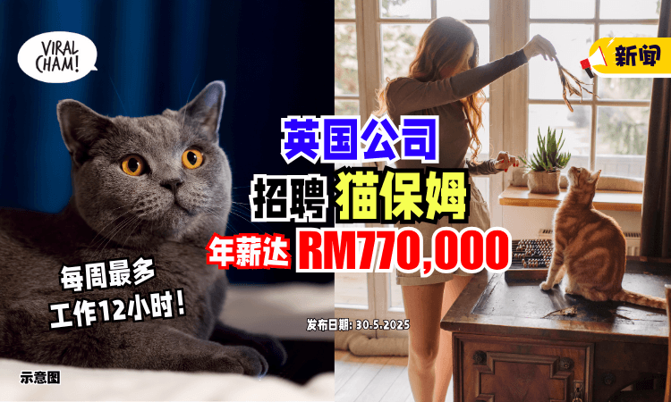 【每周上班12小时❗】英国公司招聘「猫保姆⚡」年薪高达RM770,000！