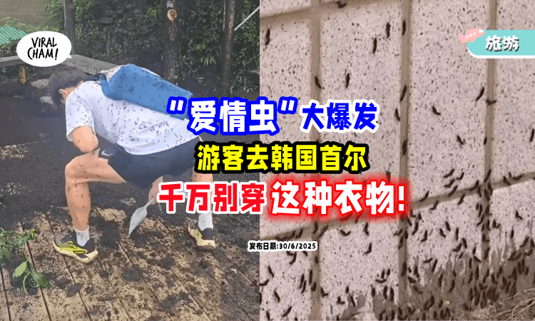 ﻿【去韩国首尔注意❗】爱情虫「大爆发⚡」当局劝“别穿这衣服”, 小心被缠上!