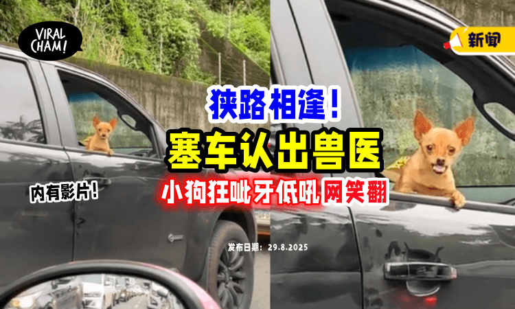 【塞车认出兽医❗️】小狗趴车窗「瞪眼呲牙低吼⚡」网笑翻：一定有很痛的回忆