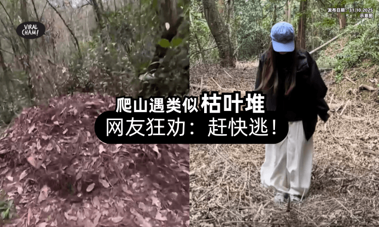 【不是普通落叶堆❗️】女子爬山见「天然蹦床」狂跳⚡ 网民惊呼：快跑！