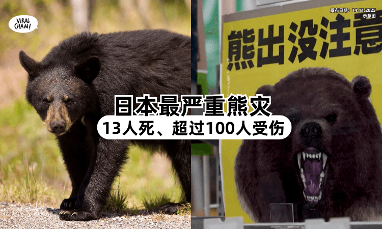 【史上最高记录❗️】日本最严重熊灾「已酿13人死亡⚡」超过100人受伤