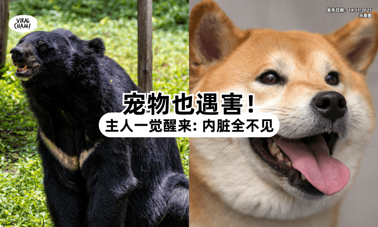 【宠物也遇害❗️】日本最严重熊灾⚡ 柴犬主人一觉醒来：内脏全不见！