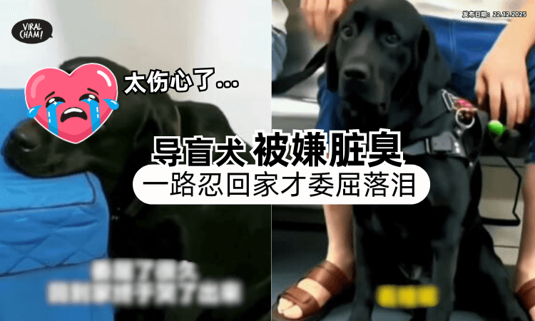 【好心疼…】在地铁被乘客嫌弃脏臭⚡ 导盲犬一路忍「回家才委屈落泪」！