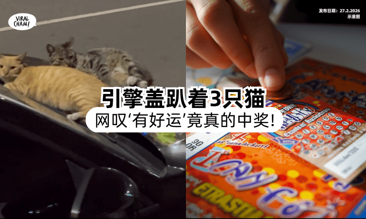 【“代表有好运❗”】下车买东西引擎盖「趴着3只猫⚡」车主刮刮乐竟真的中奖！