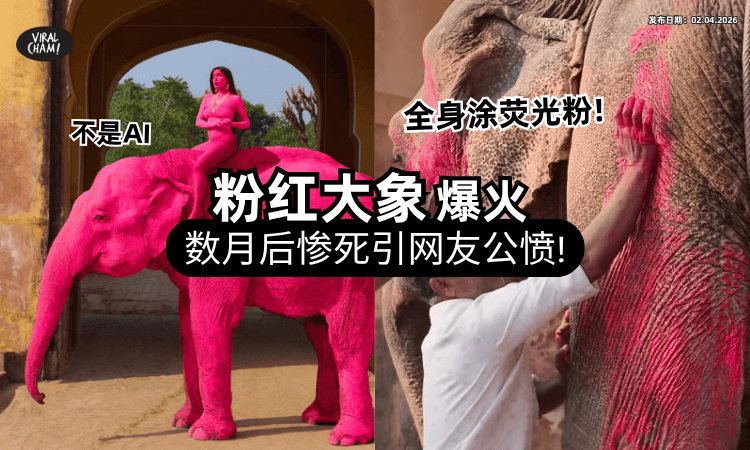 【引起公愤❗】65岁老大象疑因「全身涂荧光Pink」数月后惨死⚡ 网怒批：这不是艺术！