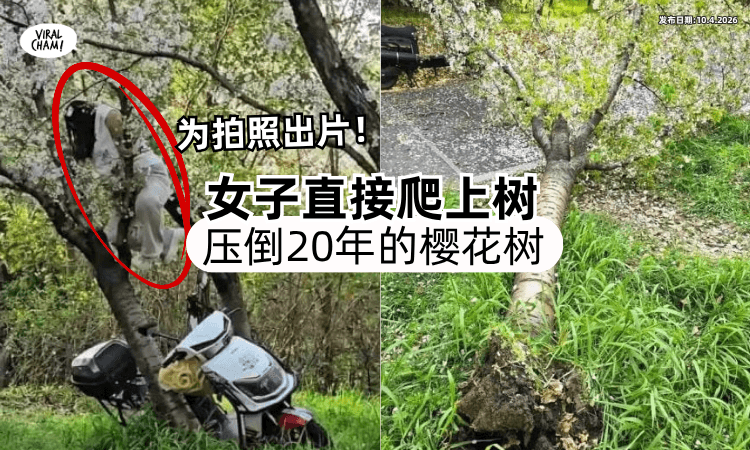 【春天赏花❗】女游客为拍照出片「整个人爬上树⚡」压垮20年的樱花树！