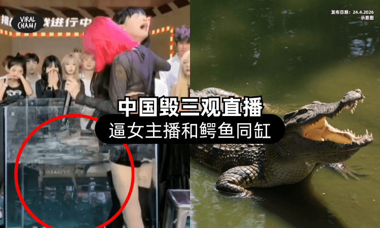 【为了流量无底线❗】中国千万网红毁三观直播⚡ 逼「女主播」和鳄鱼同缸引众怒！
