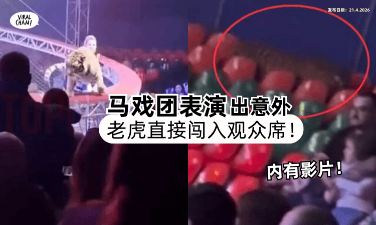 【马戏团表演出意外❗】防护网坠落「老虎直闯观众席⚡」众人吓惨了！(内有影片)