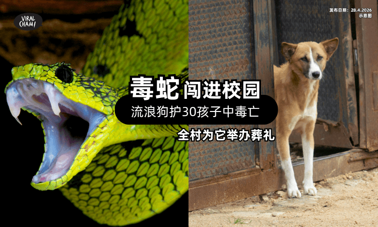 【毒蛇闯进校园】流浪狗「挺身保护30个孩子」后亡⚡ 全村为它举行隆重葬礼❗