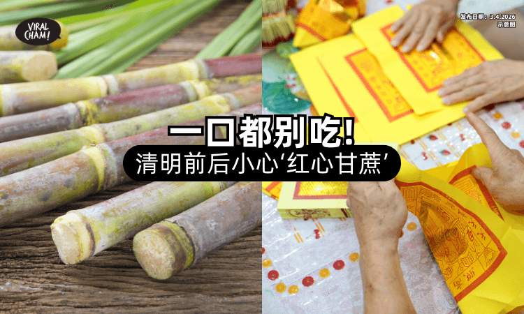 【一口都别吃❗】清明节前后小心这种「红心甘蔗⚡」恐致中毒+危及生命！