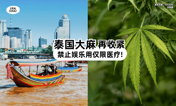 【再无娱乐用途❗】泰国大麻「政策再收紧⚡」须转型诊所仅限医疗使用!