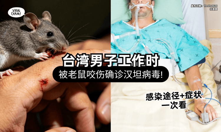 【做工被老鼠咬伤❗】台湾男子确诊「汉坦病毒⚡」感染症状+途径一次看！