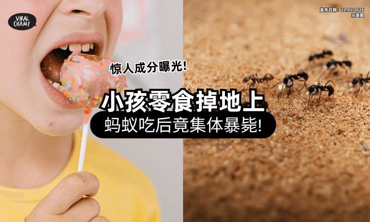 【家长都吓傻了❗】小孩吃零食碎屑掉满地 ⚡ 蚂蚁吃后竟「集体暴毙」惊人画面曝光！