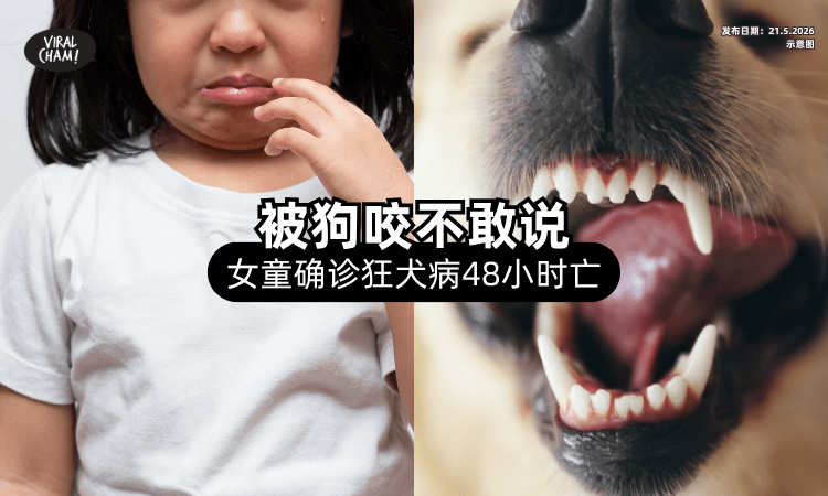 【怕被骂不敢讲❗】11岁女童「被狗咬」感染狂犬病⚡ 确诊仅48小时就身亡！