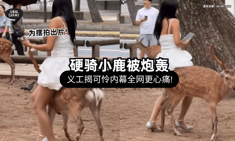 【为了摆拍出片❗】女游客「硬骑骨折鹿」全网暴怒⚡ 义工心碎揭小鹿可怜经历！