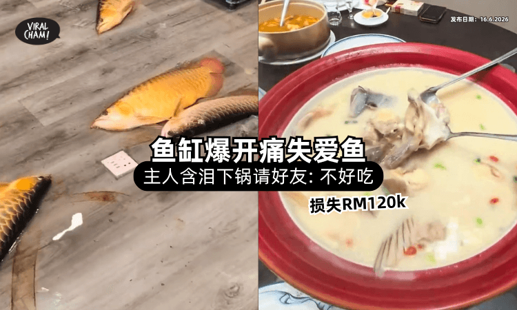 【鱼缸突炸开❗】10多条「名贵鱼当场死亡」主人含泪下锅⚡ 好友：不好吃！