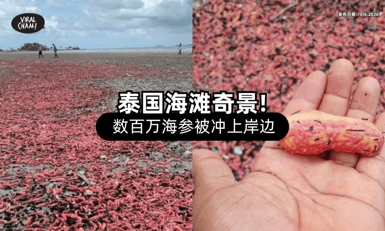 【罕见奇景❗】泰国海滩一夜“染红”⚡ 竟是数百万「粉红海参」被冲上岸！
