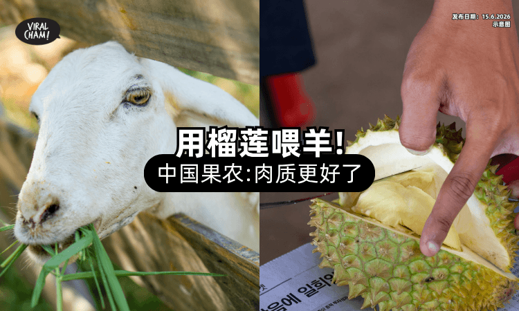 【吃得比人还好⁉️】中国果农「用榴莲喂羊⚡」肉质竟变清甜嫩滑+无膻味！