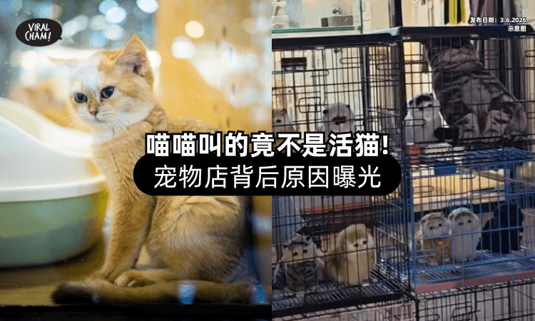 【宠物店听到喵喵声❗】她凑近一看惊觉「没一只真猫⚡」背后原因引热议！