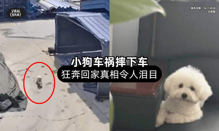 【骑motor出车祸❗】小狗摔下车后扭头就跑⚡「CCTV画面曝光后」真相暖哭网友！