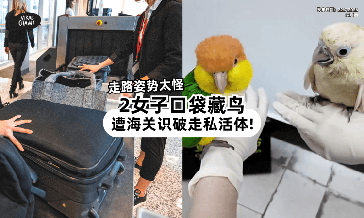 【裤袋一直在动❗】2女子「走路太怪」遭识破⚡ 海关一查发现活体鹦鹉!