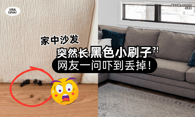 【还逐渐变大⁉】家中沙发突然长「黑色小刷子」网友一问⚡直接吓到丢掉！
