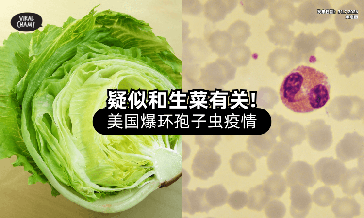 【多地生菜遭召回⚠️】美国爆发「环孢子虫」疫情⚡ 逾6700人感染寄生虫！