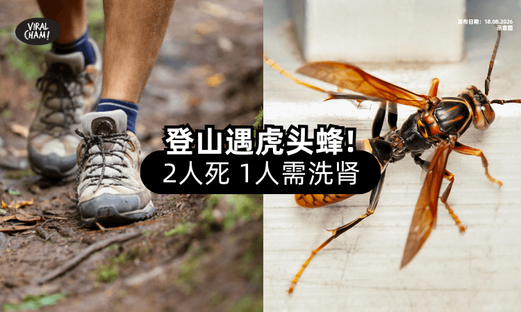 【爬山遇袭❗】3人遭「虎头蜂攻击」2人死亡⚡ 1人需洗肾！