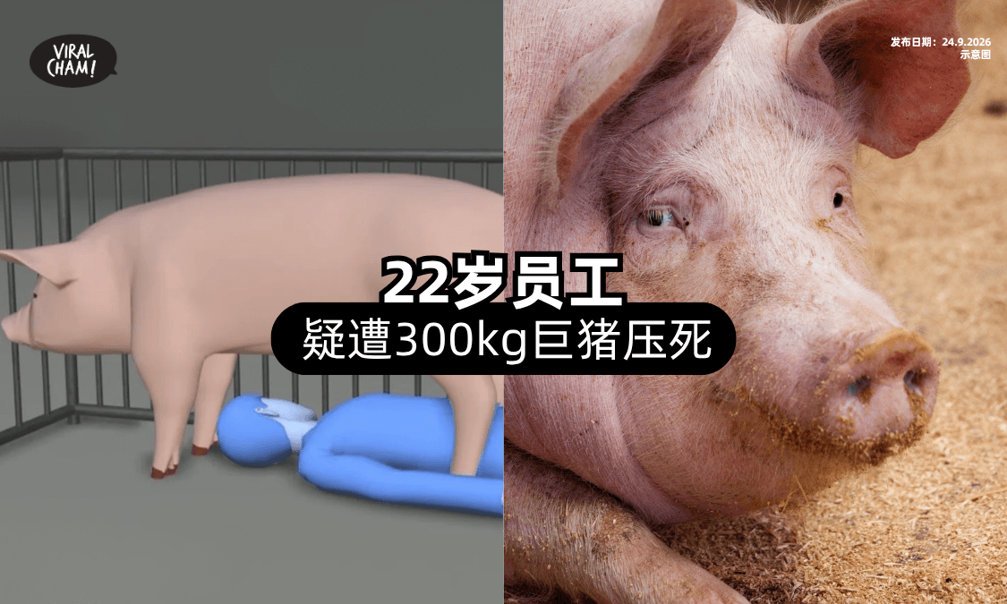 【罕见意外❗】22岁员工疑遭「300kg巨猪🐷」压在身下致死！