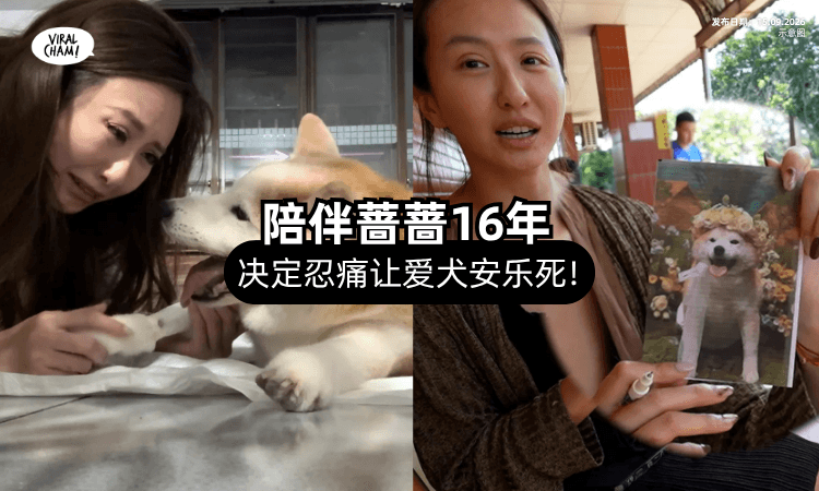 【16岁爱犬饱受病痛❗】蔷蔷忍痛「决定安乐死⚡」她泪崩: 要投胎找到我