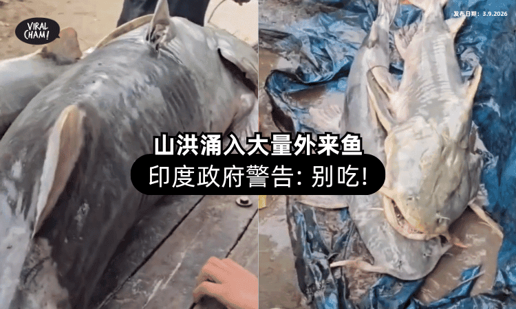 【尼泊尔山洪】大量「不明鱼类」涌入印度⚡ 官方警告：千万别吃❗