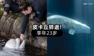 【刚逃过安乐死❗】白鲸「皮卡丘」猝死⚡ 年仅23岁！