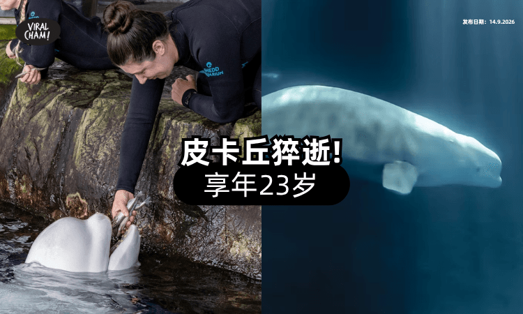 【刚逃过安乐死❗】白鲸「皮卡丘」猝死⚡ 年仅23岁！