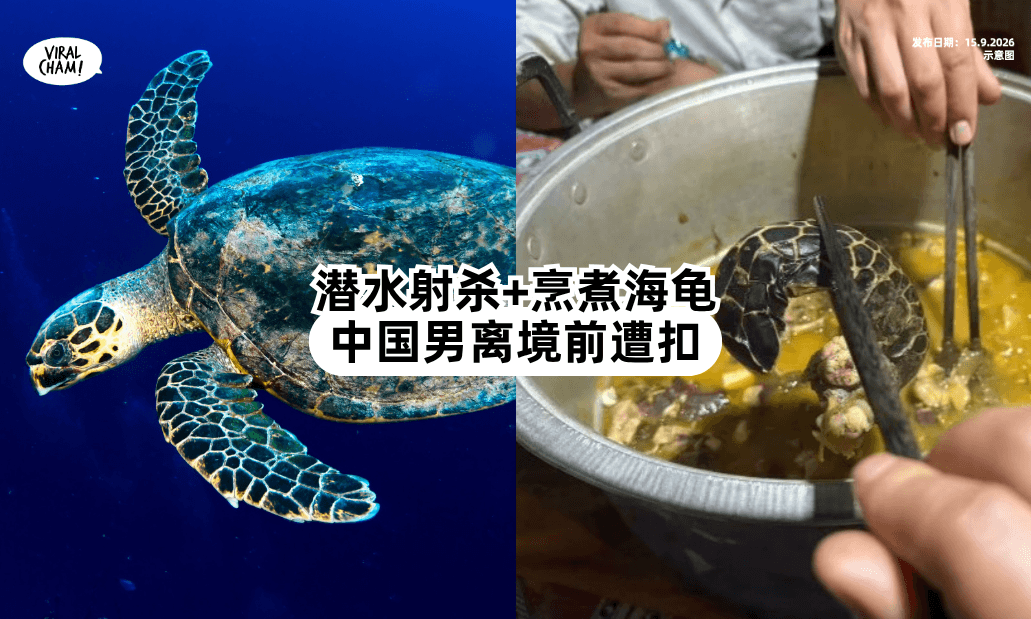 【震惊潜水圈❗】疑捕杀海龟「还煮来吃⚡」中国男离境前遭拦下