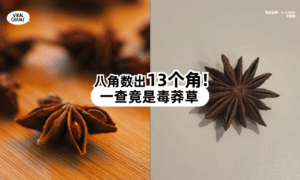 【八角竟有13个角⁉️】一查竟是「毒莽草⚡」误食恐抽搐+危及性命！