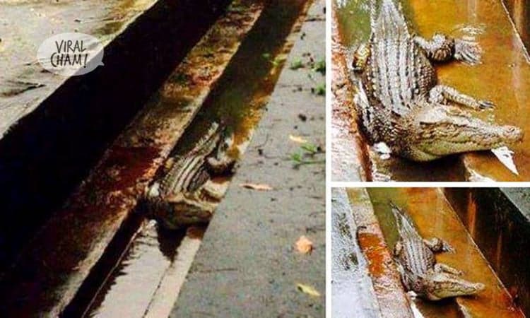 【Kuching花園】水災後，出現小鱷魚？