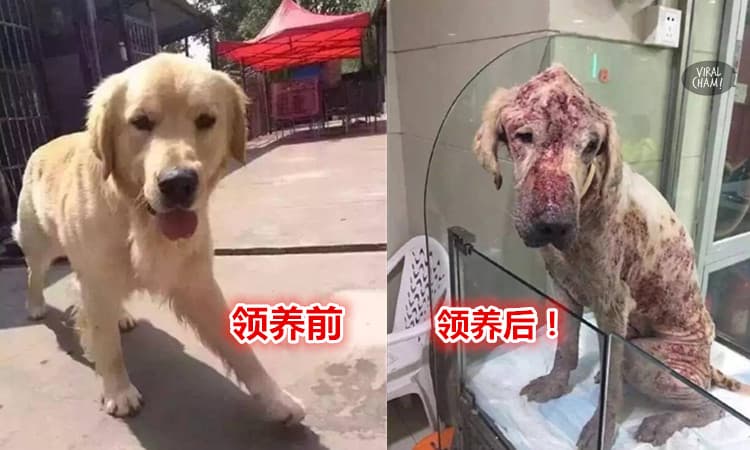 【變態獸醫假愛心真虐狗!】可愛的黃金獵犬竟然被他抽血抽光光！