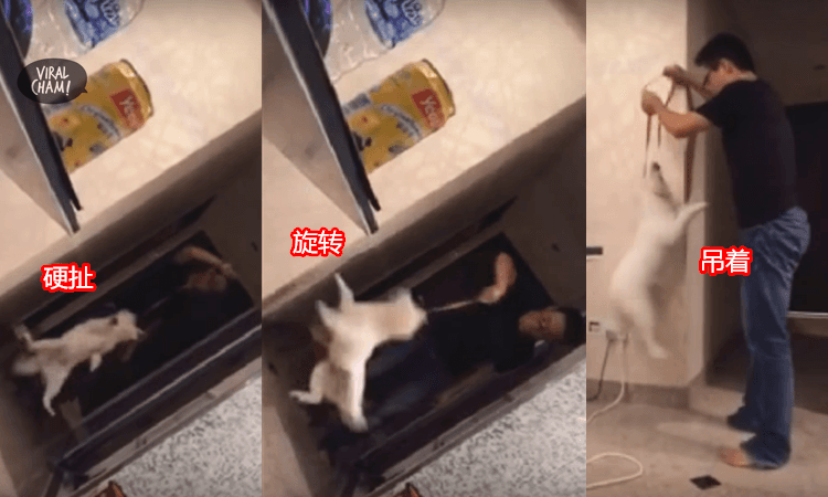 【灭绝人性!】新加坡贱男虐待小狗, 不听话就吊起来旋转!  (内有影片)