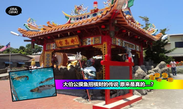 【大伯公神鱼？】大伯公摸鱼招横财的传说 原来是真的….?