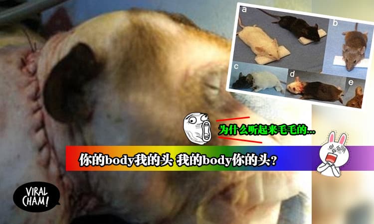 【内有视频】现代版无头东宫    专家成功为猴子「换头」!  网民：(*@ο@*) 哇～ “肉体大转移”酱刺激?!