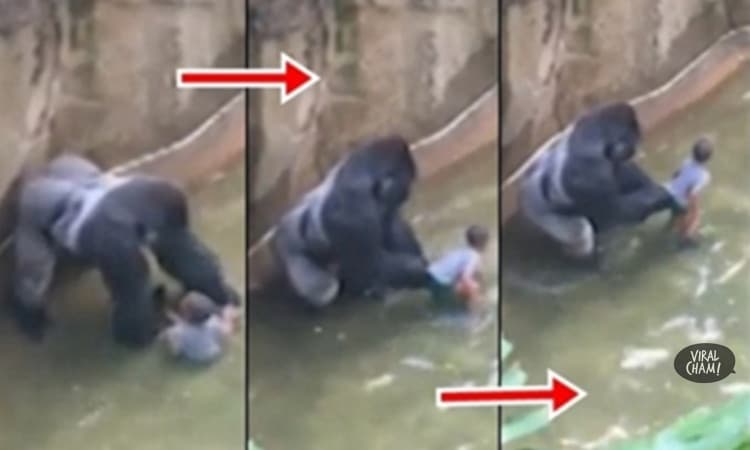【“大猩猩”被强迫枪杀的真相！】原来它临死前动作是这个用意！园方迅速枪杀的理由震惊了所有人！