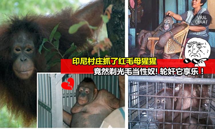 【变态印尼人竟然逼母猩猩做『妓女』卖淫!】猩猩被剃光全身毛『接客』取悦男人! 原因竟然是人们觉得『搞』猩猩比较爽…