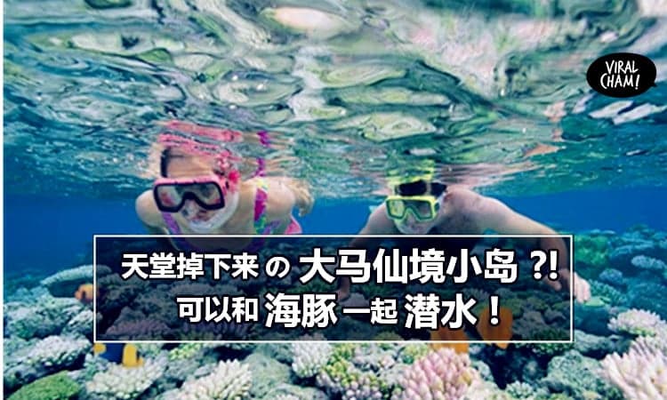 【大马可以看海豚的靓岛 ?!】很多大马人不知道, 『这个』岛有机会和海豚一起游泳～简直是潜水天堂呐 !