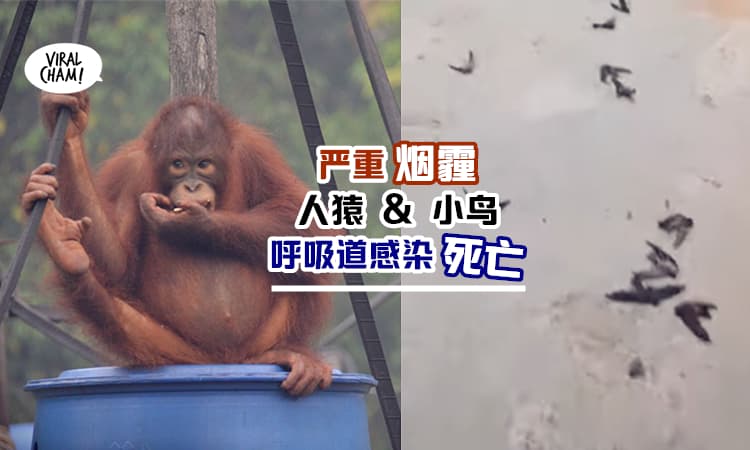 【烟霾来袭连动物都遭殃!】人猿呼吸道感染, 鸟类更死满街! 生存条件变得越来越糟糕!